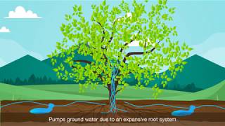 Why is the Peepal tree important  Benefits of Peepal tree [upl. by Stearns]