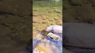 Cades Cove Camping [upl. by Ikram]