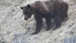 MOUNTAIN GOAT GRIZZLY BEAR ENCOUNTER IN CANADIAN ROCKIES [upl. by Adnwahsat]