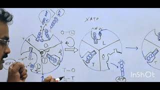 Rotational Catalysis ATP Synthase [upl. by Moskow]