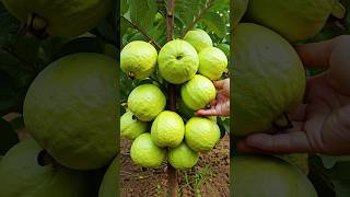 🌿Grow Guava Tree Faster with These Simple Tips guava fruittree [upl. by Nimaynib571]