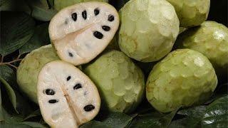 How To Eat Cherimoya  معرفی و آموزش خوردن میوه چریمویا [upl. by Formenti260]