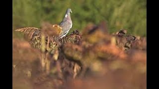 ouverture de la chasse saison 2020 2021  chasse aux pigeons ramiers [upl. by Nire48]