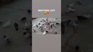 BROTHERS LOFT BAREILLY ❤️‍🔥 viralshorts pigeonlover trending shok ytshorts sher [upl. by Etteuqal]