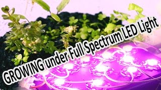 Aquarium Emersed Plants growing under Full Spectrum LED Light [upl. by Abba]