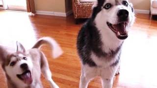 Mishka the Talking Husky Sings a Duet with Puppy Laika [upl. by Helman]