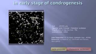 Visualization of ATP oscillation with luciferase in living cell [upl. by Eenahpets]