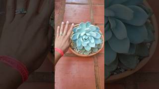 Suculenta gigante echeveria Eva 💚 suculentas suculentasbrasil echeverias echeveria [upl. by Eittel]