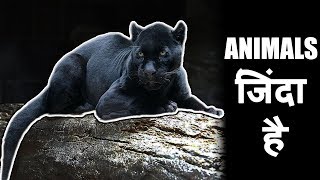 4 Believed Extinct Animals Still Alive हिन्दी  Knowledge Adda Hindi [upl. by Sulokcin239]