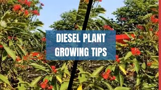 Ornamental plant Diesel plantRatan jyotBiodiesel PlantJatropha trending garden video [upl. by Daveta]