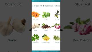 Name Of Antifungal Herbs herbalmedicine antifungalherbs antifungaltreatment [upl. by Jeavons]