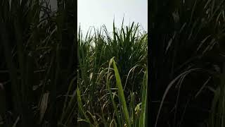 Ganna Kaisa laga  gannakisan farmingtractor funny tochanking agriculturefarming yotubeshorts [upl. by Alwitt]