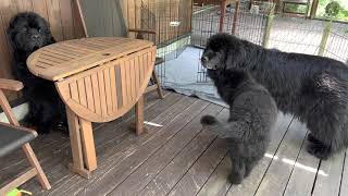 Newfoundland dog puppy3 months came to our home [upl. by Ekal]