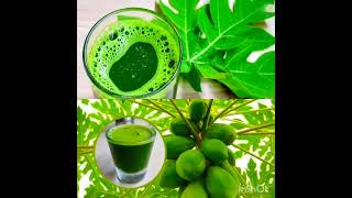 Papaya Leaves Miraculous Products Against Cancer Digestion [upl. by Aryan729]