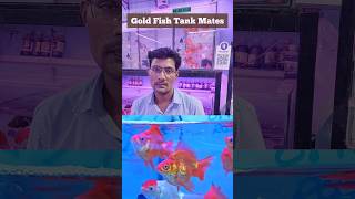 Gold fish tankmates 🤔  Pari Aquarium Kurla fish Market Goldfish Fish Shorts kurla [upl. by Aspa398]