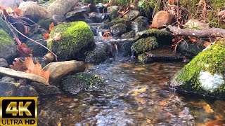 20 Minutes HD Nature Water Sounds Babbling Brook Ambient Forest Relaxing Zen  No Talking or Music [upl. by Aiouqahs]