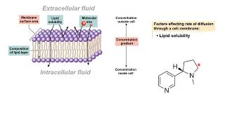 09  BIOL 330  Chapter 05b  Membrane Dynamics Part 2 [upl. by Flavia189]