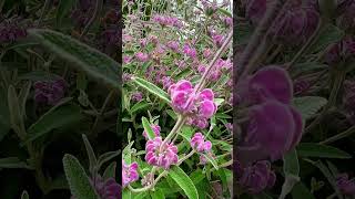 Phlomis purpurea Purple Phlomis is a Stunning Lavender from Spain 🇪🇸 lavender gardening [upl. by Zeiger874]