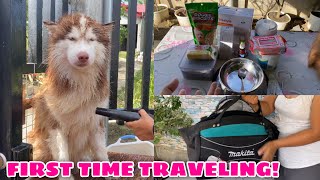 Hercules Is Going To Mindoro  PACKING HIS THINGS  Husky Pack TV  Vlogmas 2021 [upl. by Ajax]