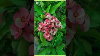 how to care for euphorbia milii plant  euphorbia care tip  plantinfo [upl. by Domingo84]