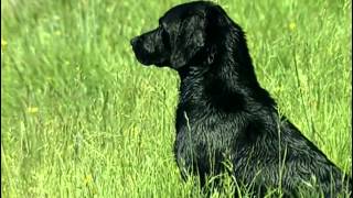 Le Labrador Retriever  Origine personnalité éducation santé hygiène choix du chiot [upl. by Saleme704]