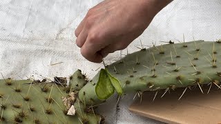 COMMENT BOUTURER CACTUS FIGUIER DE BARBARIE [upl. by Papageno174]