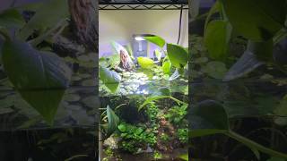 Aquarium Cube Aquascape Garden aquarium aquascape shorts fish chill [upl. by Einaffyt]