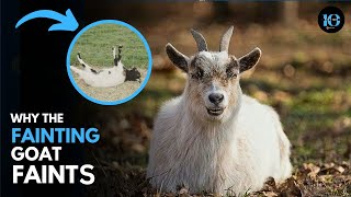 Why Fainting Goats Actually Faint [upl. by Suez601]