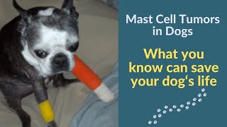 Mast Cell Tumors in Dogs  The Most Common Form of Skin Cancer [upl. by Assirim]