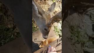 Deer licks small kitten [upl. by Suriaj]