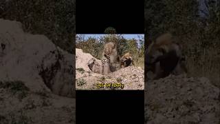 Funny Leopard vs Hyena😂 shortsviral wildlife comedyshorts animals documentary [upl. by Luanne]