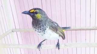 KICAU BURUNG RENGGANIS BETINA [upl. by Melgar]