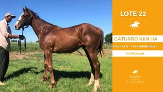 LOTE 22  GATURRO KIIN HA [upl. by Libnah341]