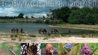 De Boswachterij Dorst HD video [upl. by Anauqat793]