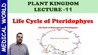 LIFE CYCEL OF PTERIDOPHYTES  PLANT KINGDOM  LECTURE 11 [upl. by Schiro715]