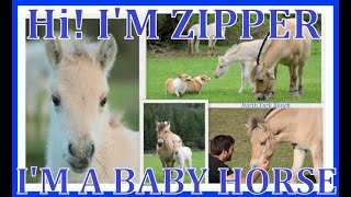 HI IM ZIPPER IM A BABY HORSE horse babyhorses foal fjords farming animals corgis farm [upl. by Andonis]