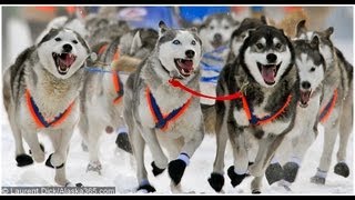 Iditarod Tours by Wild Alaska Travel Iditarod Finish amp Northern Lights Tour in Nome Alaska [upl. by Eisset]