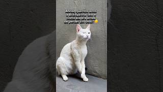 COMO ELA ERA ANTES DE PERDER O OLHO 👁️🐱 gatos gato gatosfofos gatosengraçados gatofofo gata [upl. by Cassella]