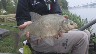 Trabucco TV  Match Spot  Laghi di Mantova  Ep 2  Pole Fishing [upl. by Jelks]