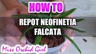 Repotting Neofinetia Falcata Orchid [upl. by Marlen]