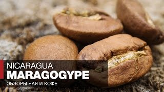 Кофе в зернах отзывы  Обзор кофе Никарагуа Марагоджип в турке  Nicaragua Maragogype Coffee [upl. by Atneuqal]