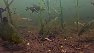 I Captured Fish Behavior NEVER SEEN BEFORE After Putting My Camera in The Canal [upl. by Haslam]