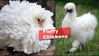 Fluffy Chicken Breeds and the Smallest Chicken in the World [upl. by Odelet255]