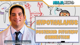 Endocrinology  Hypothalamus Posterior Pituitary Connection [upl. by Tarrance]