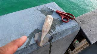 Pompano Beach Pier Fishing Florida How to Catch Bait Big Snook Houndfish amp Cuda [upl. by Ahmed]