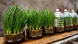 TOP 10 Methods Propagating Purple Onions on the Balcony for Beginners [upl. by Zeidman]