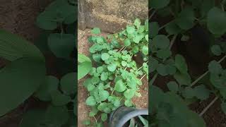 Panikoorkahome Plectranthus amboinicusmexican mintnature shortvideo [upl. by Aelc]