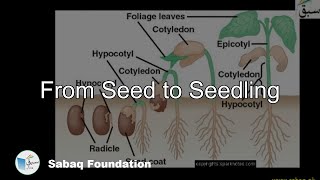 From Seed to Seedling Biology Lecture  Sabaqpk [upl. by Trueblood]