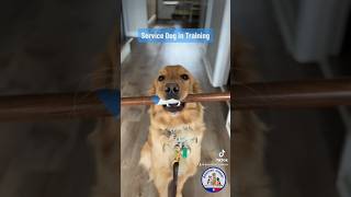 Service Dog Training for People with Disabilities servicedog servicedogtraining serviceanimal [upl. by Akirrehs414]