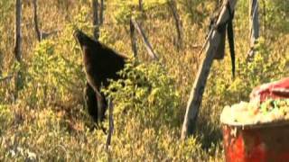 Archers Choice Manitoba Monsters Part2wmv [upl. by Ackerley]